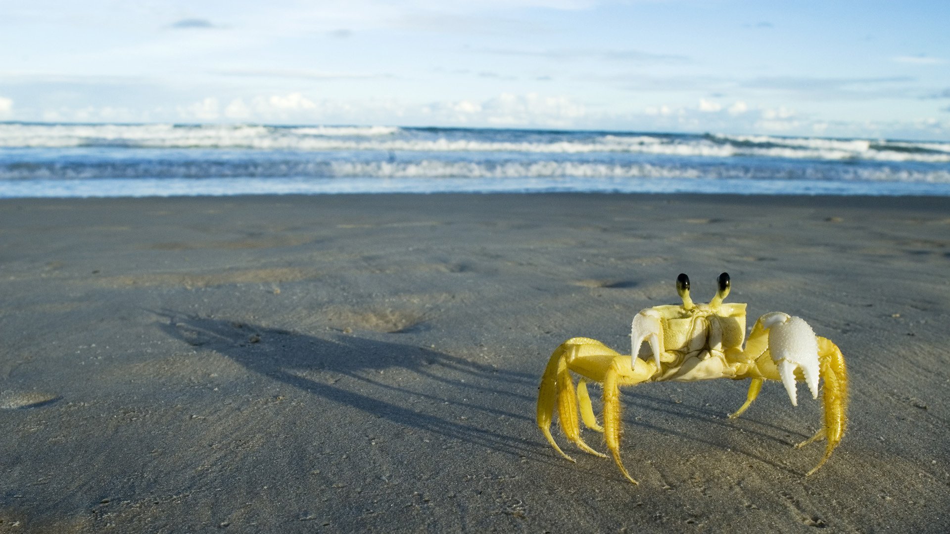 granchio giallo sabbia surf marino anfibi vista occhi