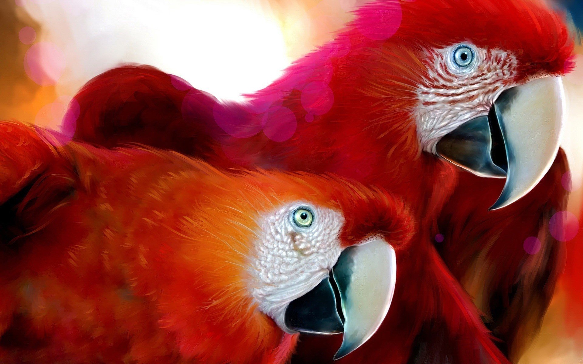 plumes rouges becs blancs perroquets ara oiseau animaux vue yeux à plumes