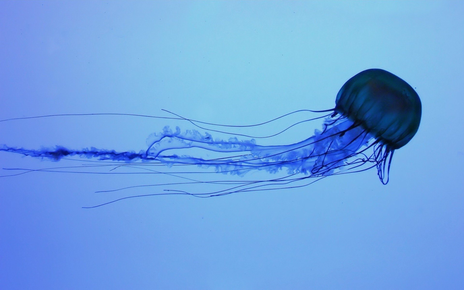 azul bajo el agua medusa cola aves acuáticas mundo submarino