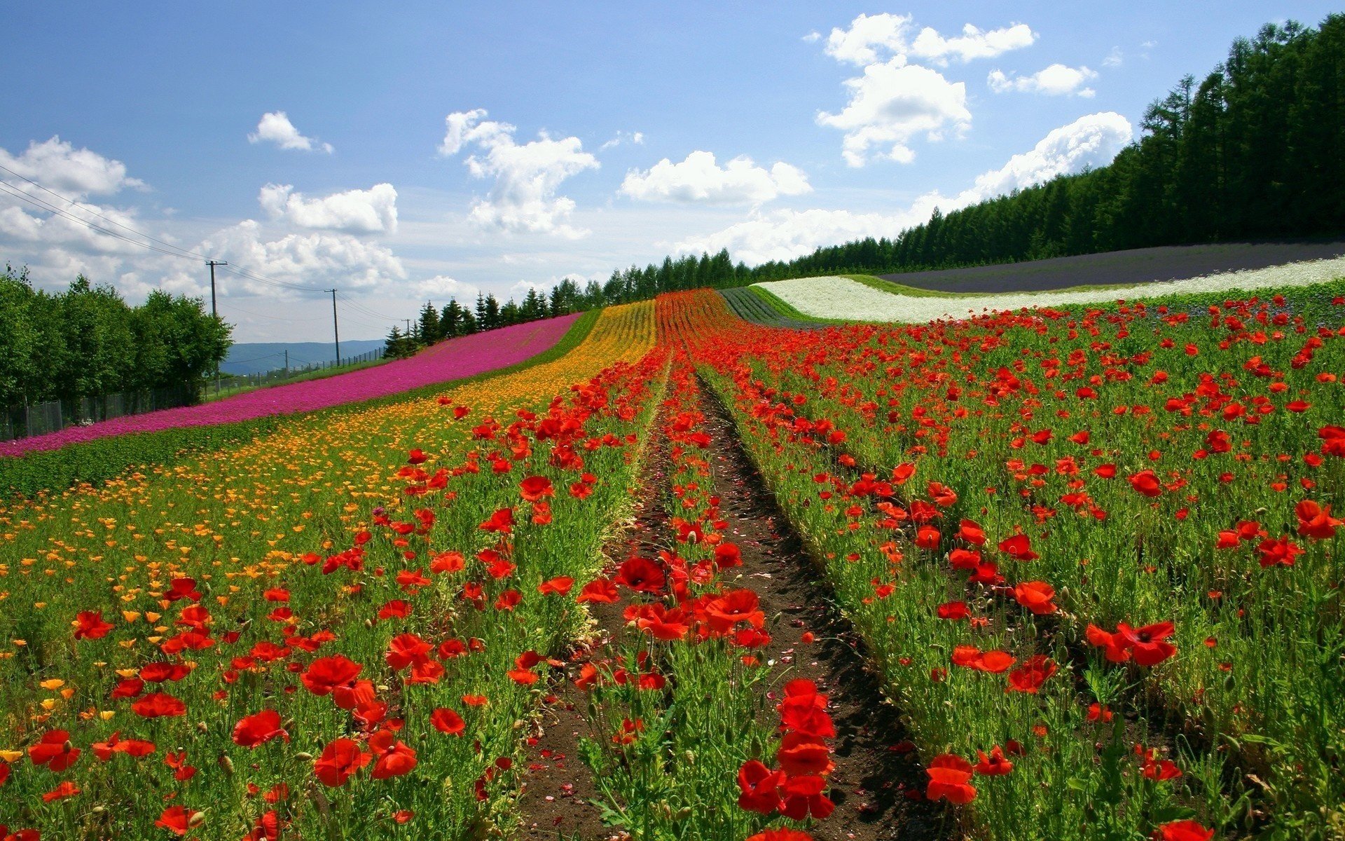 blumen feld mohnblumen bunte bänder sommer himmel blumenfeld