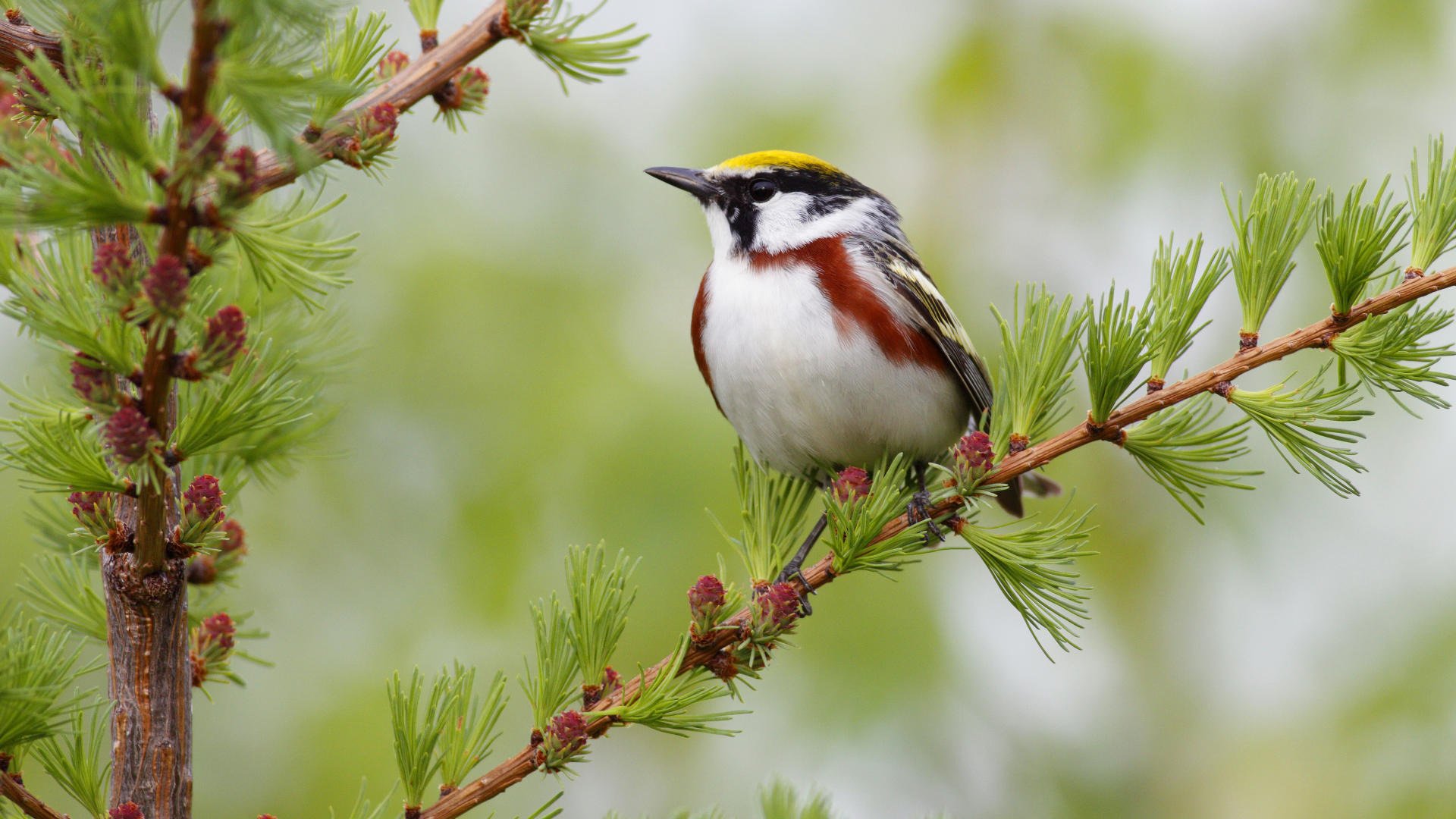 larch bird herringbone bumps white breast needles branch bird