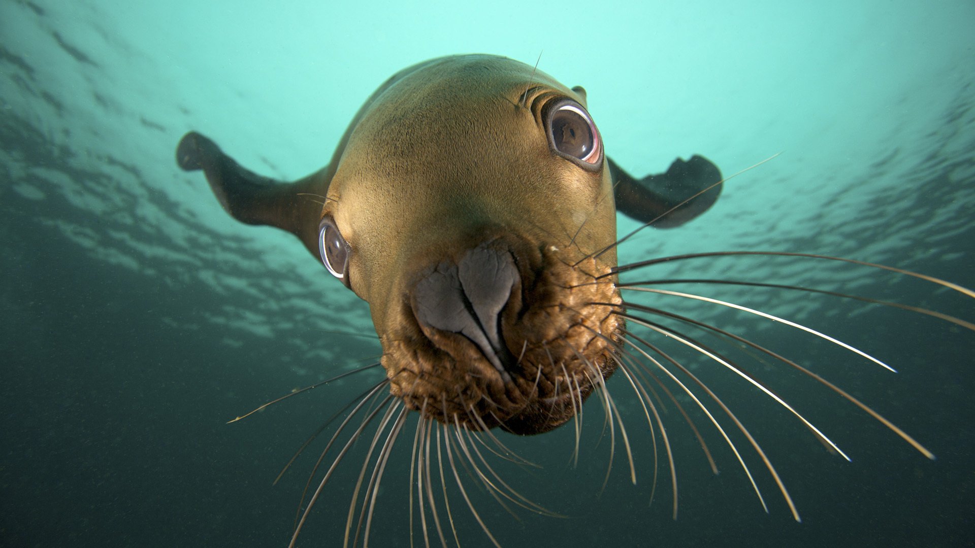 viso fantastico abitante del mare sigillo di pelliccia antenne occhi animali occhi muso