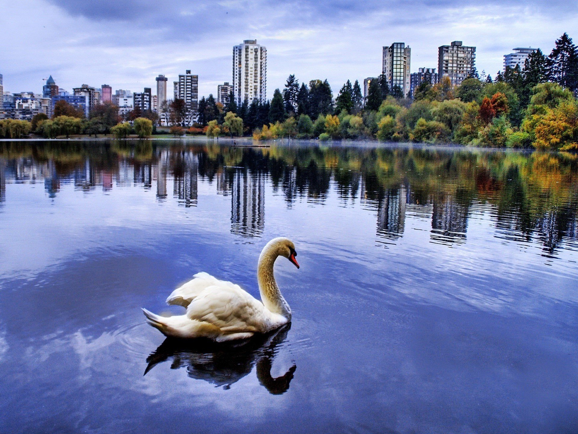 wan lake city reflection birds bird houses autumn trees pond pond sky bird