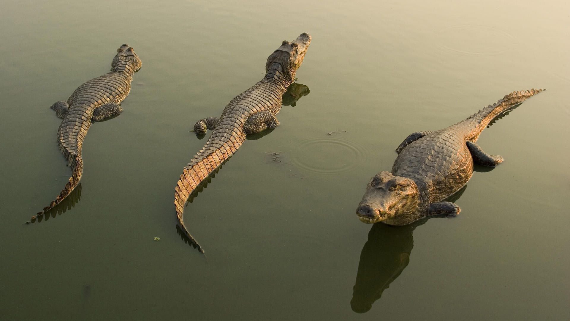 crocodiles trois beaux hommes vodichka soleil prédateurs amphibiens