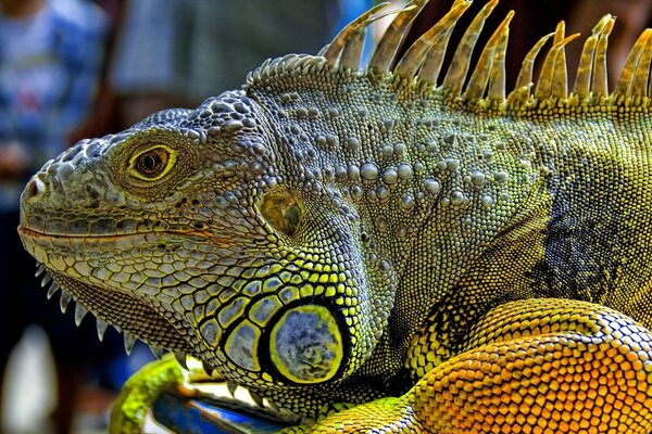 Iguana con colores elegantes