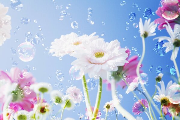 Białe kwiaty, Rosa na tle jasnoniebieskiego nieba