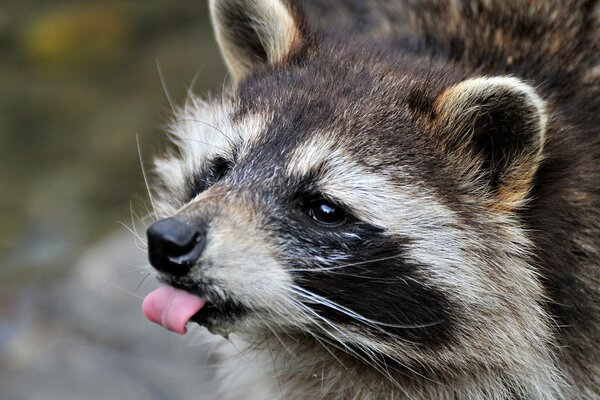 Cute raccoon face with tongue sticking out