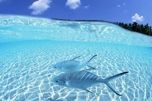 Los peces azules disfrutan de la luz del sol en aguas transparentes