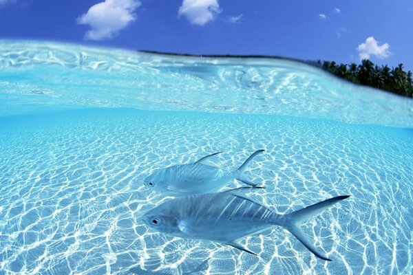 I pesci Blu godono della luce del sole nell acqua trasparente