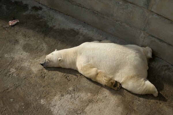 The polar bear decided to relax in the sun