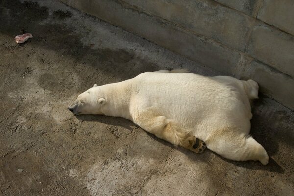 Niedźwiedź polarny postanowił odpocząć na słońcu