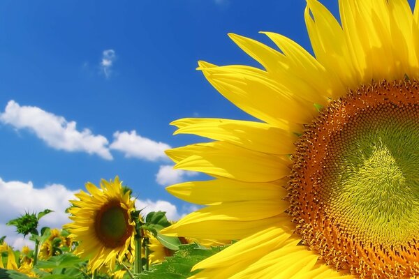 A field of sunflowers under a blue sky