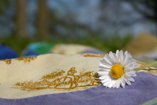 White daisy close-up