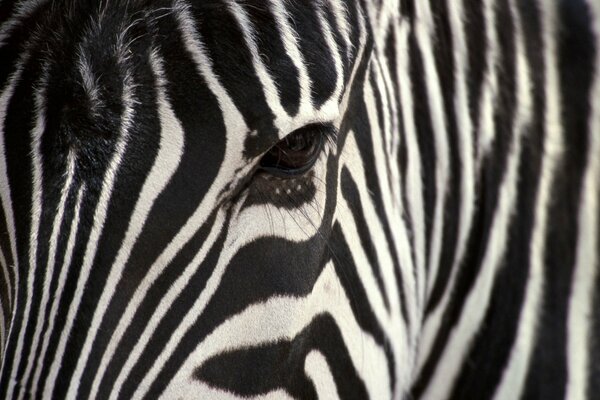 Czarno biała Zebra zwierzęce makro