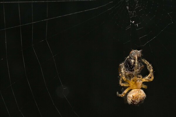 Una araña protege a su presa en una telaraña