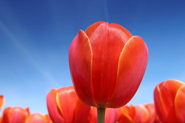 Red tulips in the sunlight