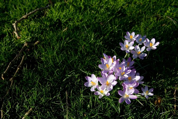 Purple flowers on green grass