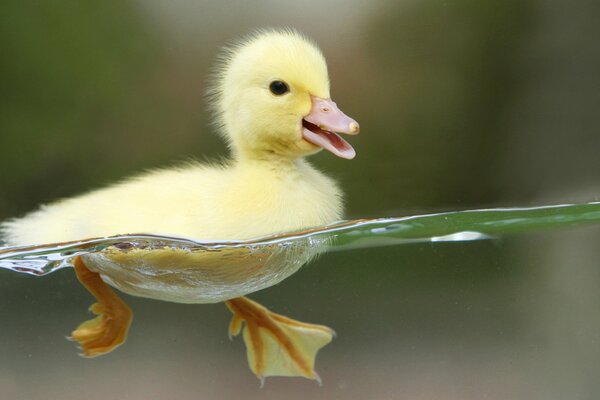 Primer baño, el patito aprende a nadar