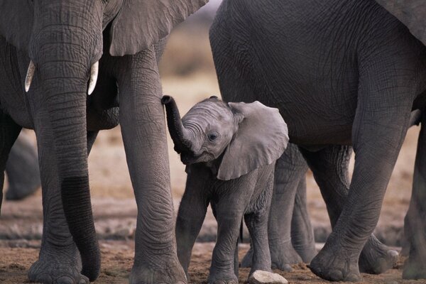 A little elephant among adult relatives