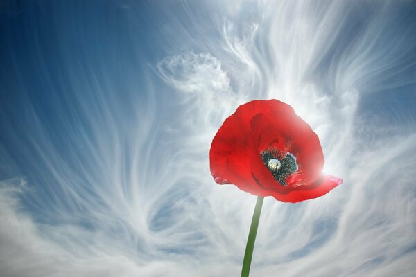 Poppy on the background of clouds