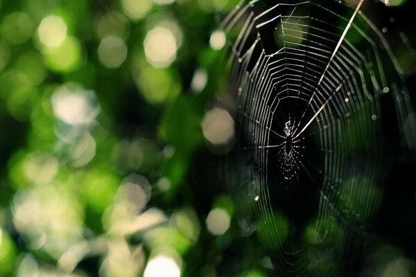 Spider in the forest web on the background of the forest