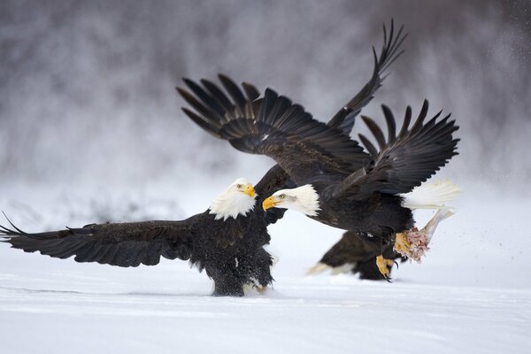 Winterspiele im Schneefeld zweier Schwarzweißadler