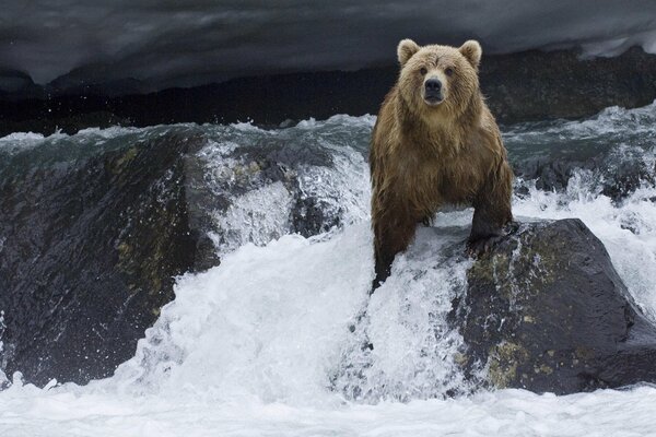 Orso bruno seduto su una pietra in acqua