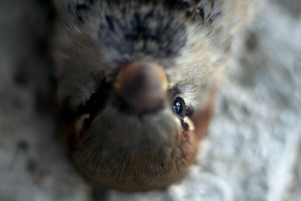 Der Blick eines sehr kleinen Vogels