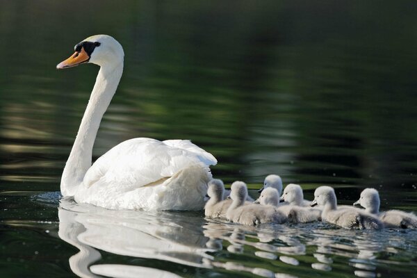 Graceful swan mom with babies on the pond