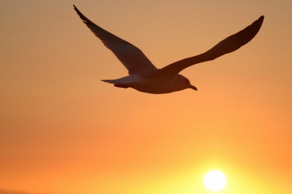 Vuelo de pájaro y hermosa puesta de sol