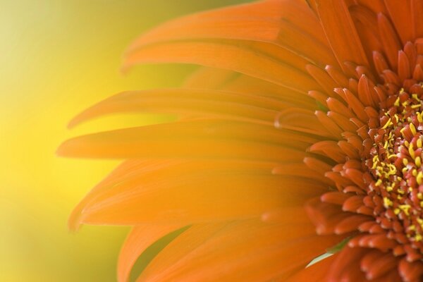 Yellow flower on a golden background