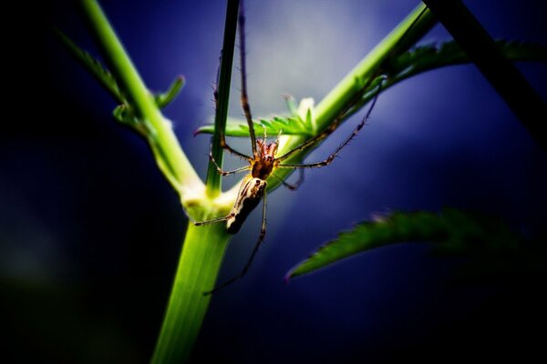 The insect is holding on to a green twig