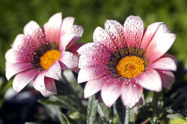 Flores delicadas con gotas de rocío en los pétalos