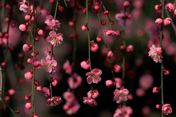 Pink delicate flowers on twigs