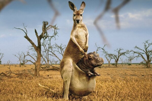 Meraviglia della natura, il canguro fa da babysitter all ippopotamo