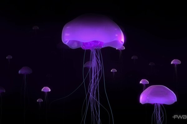 Méduse sauvagine lilas sous l eau