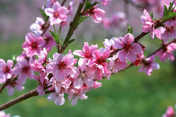 Zweig Aprikosen im Frühling