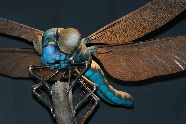 Riprese macro. Libellula blu