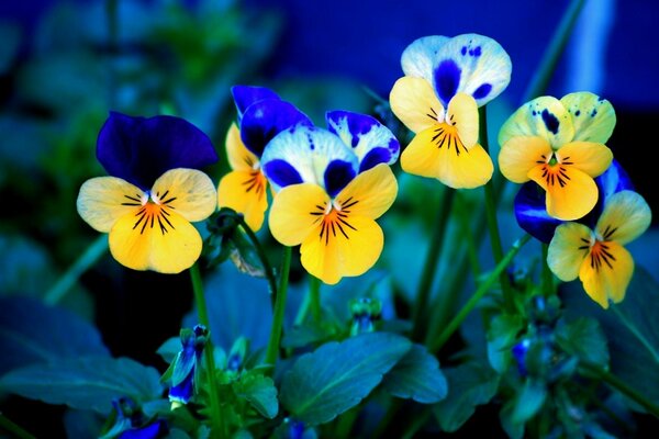 Yellow and blue summer flowers