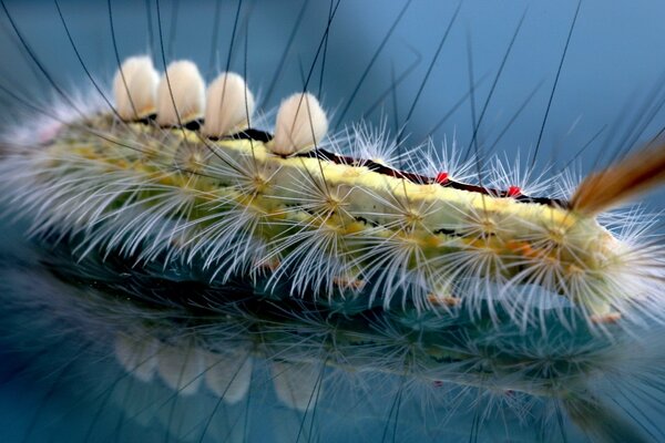 Hairy caterpillar on a glass surface