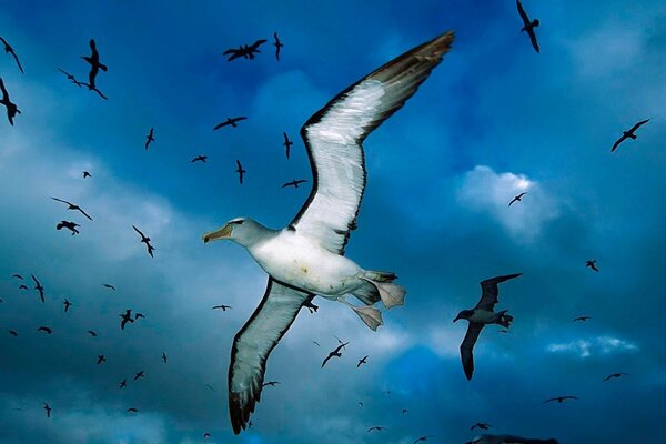 Muchas gaviotas en el cielo azul