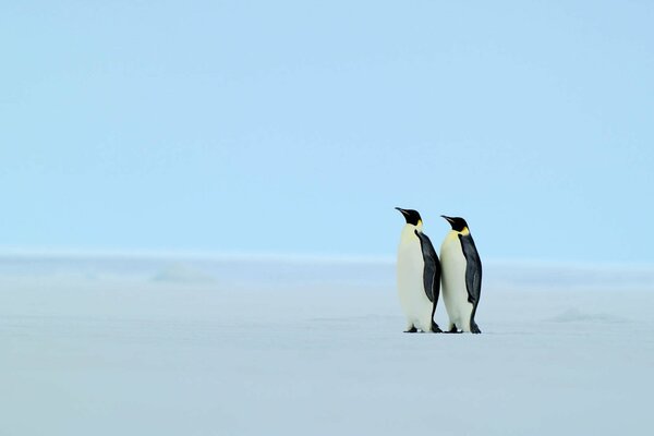 A curious pair of penguins on the edge of the jungle
