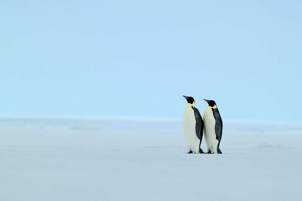 Curieux couple de pingouins sur le bord de zamli