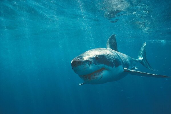 Shark with teeth and scars underwater