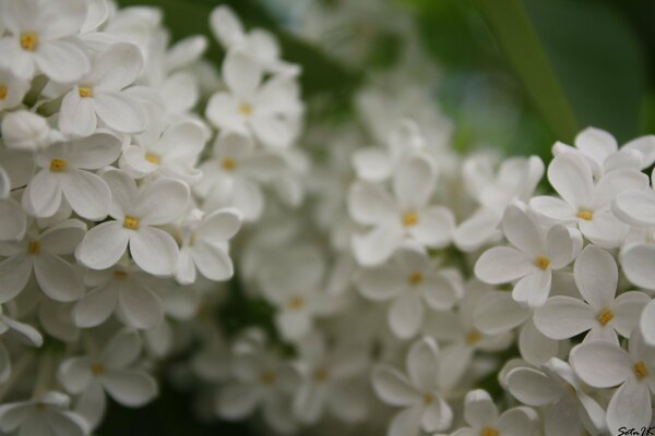 Flowers crumbs of white lilac flowers