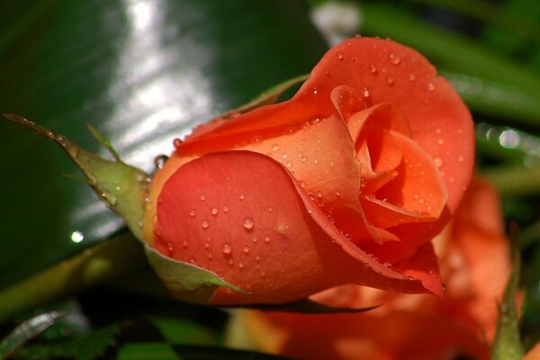 Imagen macro de una rosa de Coral con gotas de rocío