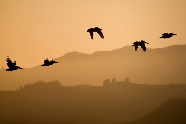 Un troupeau d oiseaux survolant les collines à haute altitude