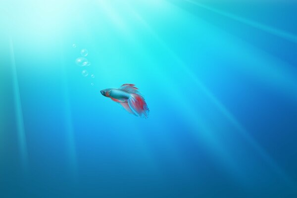 Petit poisson coloré nage sur fond bleu