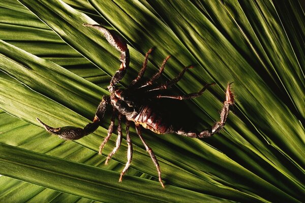 Lo scorpione marrone si intrufola sulle foglie verdi