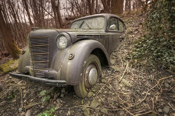 Un moscovite abandonné dans la forêt